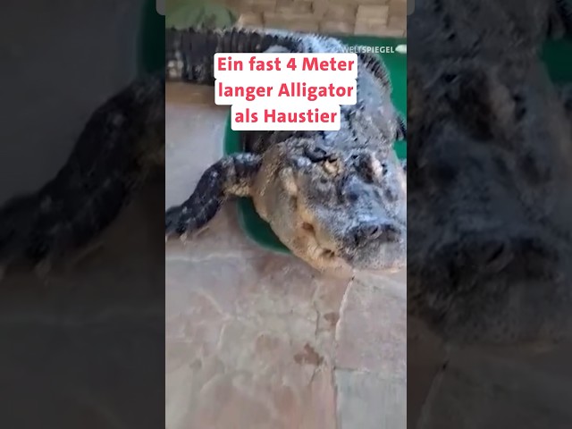Alligator als Haustier