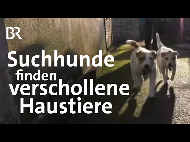 Hund sucht Katze: Unterwegs mit dem Suchhundeteam K9 | Schwaben + Altbayern | BR