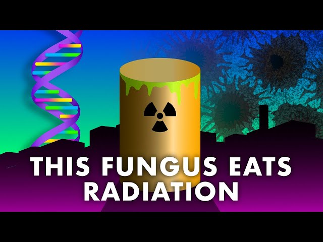 Radiation Extremophiles - Radiotrophic Fungi, Mercury Munching Bacteria, and Tiny Tardigrades!