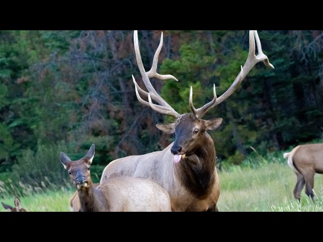 Elk Rut Behavior - Courting