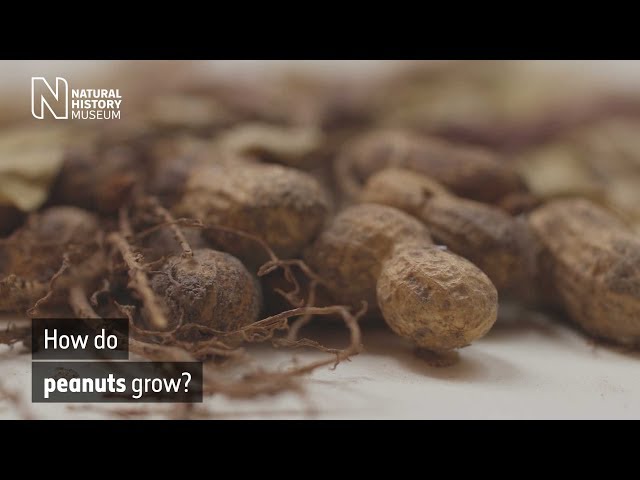 How do peanuts grow? | Natural History Museum