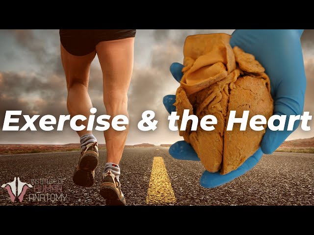 How the Heart Changes with Exercise
