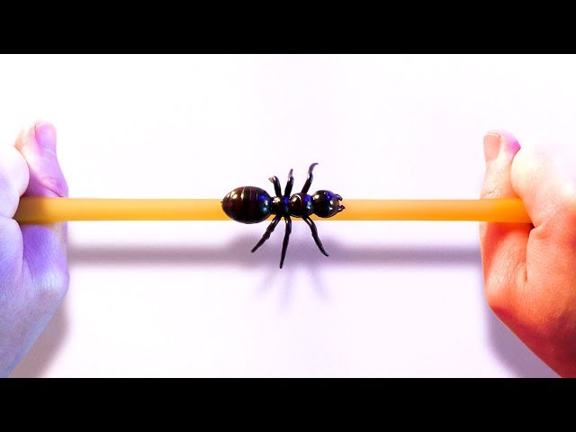 Ant On A Rubber Rope Paradox
