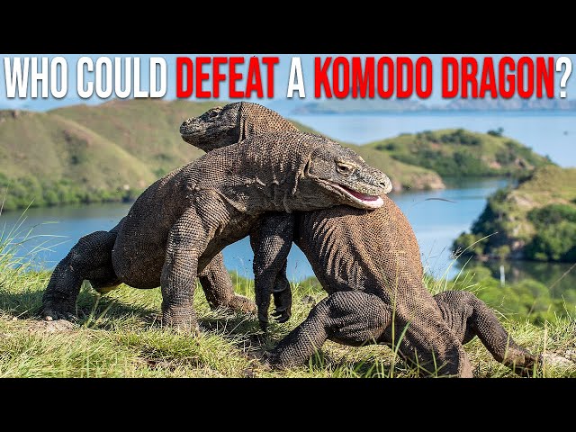 8 Animals That Could Defeat A Komodo Dragon