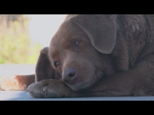 World Record Holder Bobi Loses Title of Oldest Dog Ever