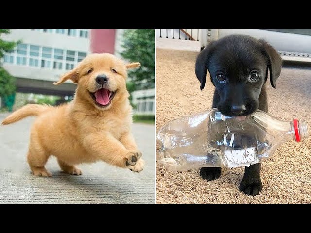 Baby Dogs 🔴 Cute and Funny Dog Videos Compilation #19 | 30 Minutes of Funny Puppy Videos 2023