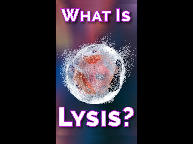 What is Cell Lysis?