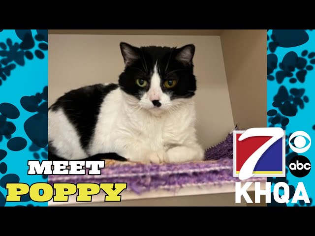 It's Time to Meet The Pet of the Week, the Lovable Poppy!