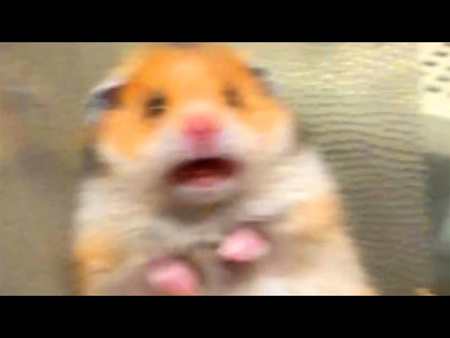 Memes That Will Scare Your Hamster