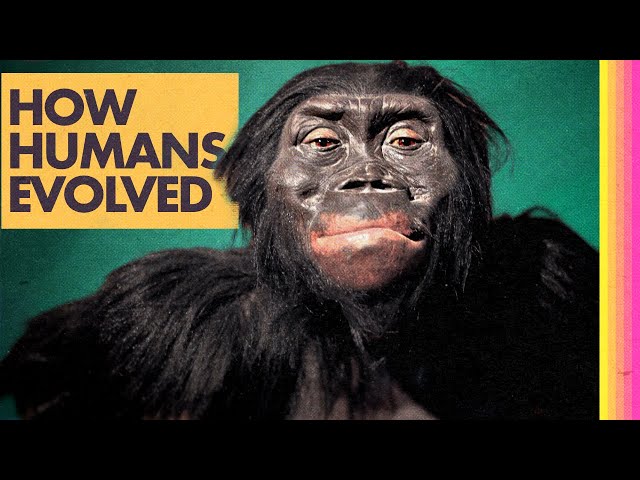 Where Did Humans Come From? (Part 1)