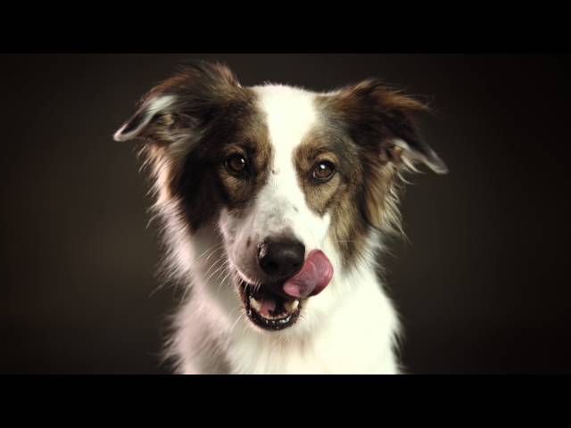 Platinum Hundefutter TV Spot
