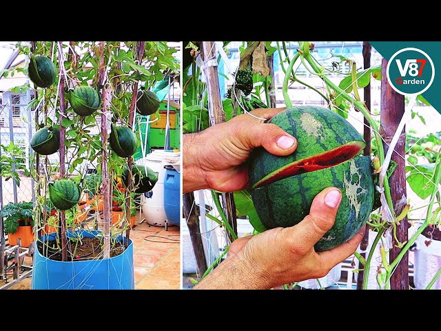 Easy grow watermelon in container at home