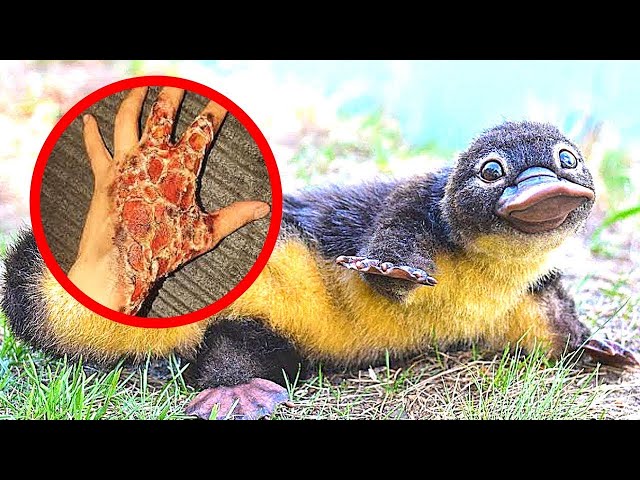 10 CUTEST Animals You Should NEVER Touch
