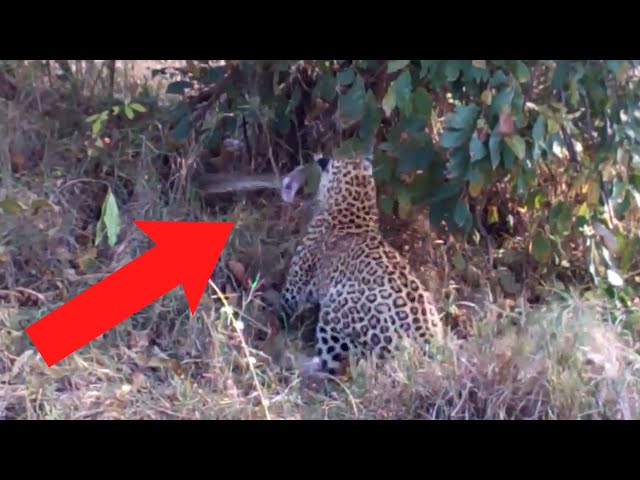 Jaguar Attacks Python
