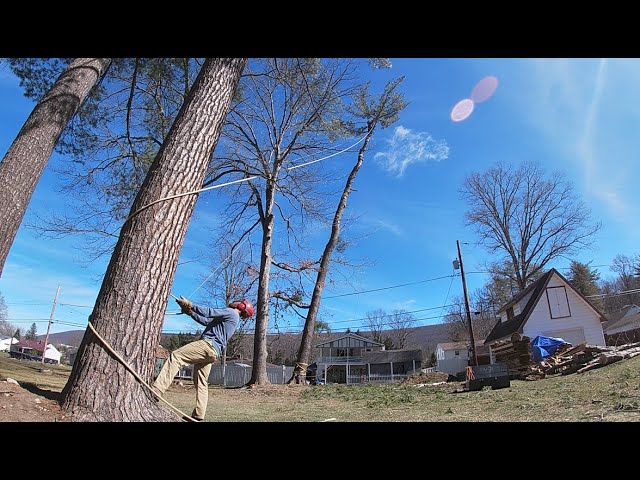 HUGE! Tricky Tree Removal