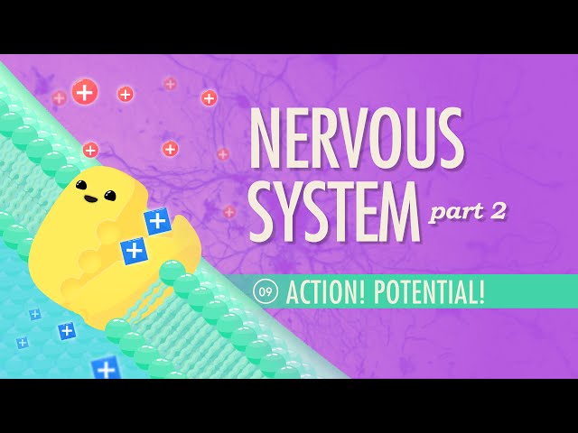 The Nervous System, Part 2 - Action! Potential!: Crash Course Anatomy & Physiology #9