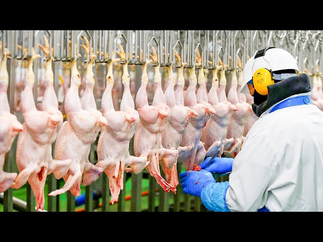 Modern Chicken Meat Processing Factory | Chicken Factory