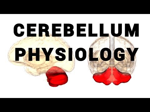 CEREBELLUM PHYSIOLOGY