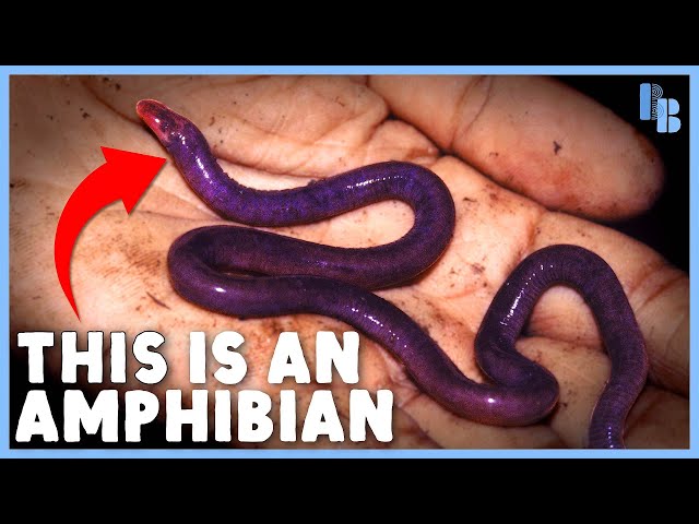 Caecilians Eat Their Mothers (a little bit)