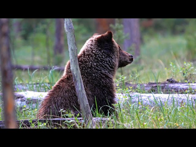 Grizzly Bear Cub Now Dealing with Life Alone