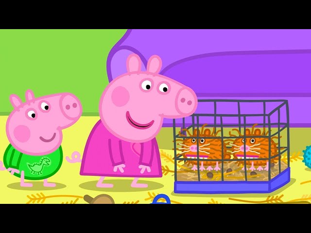 Best of Peppa Pig 🐷 Getting Guinea Pigs 🤩 Cartoons for Children