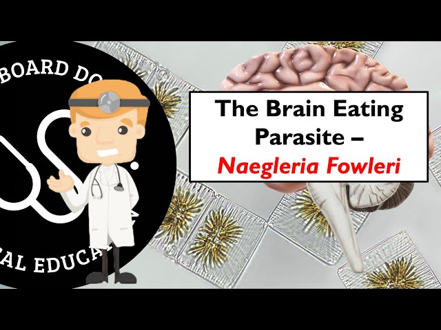 The Brain Eating Parasite And Another Death - Naegleria Fowleri