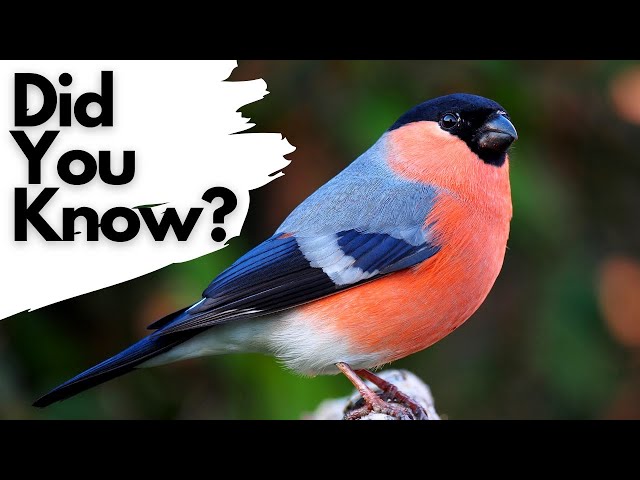 Things you need to know about the BULLFINCH!