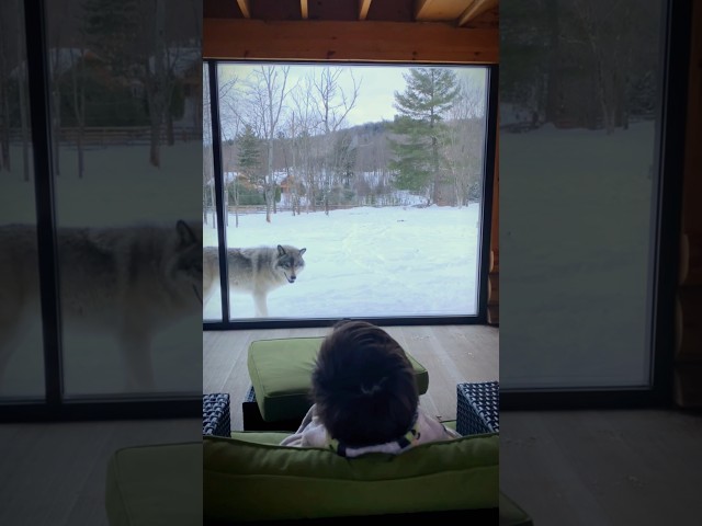 When a pack of wolves visits your window in Montebello, Quebec #outaouaisfun