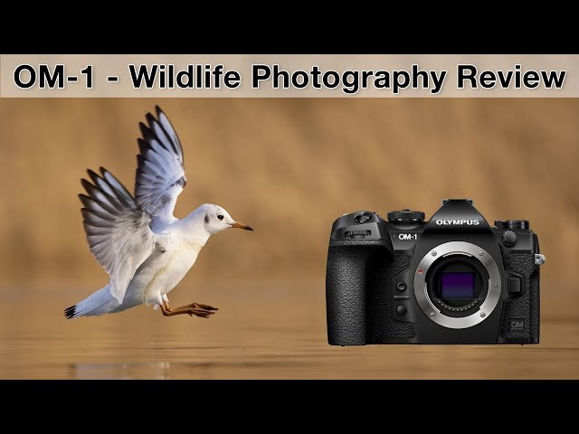 OM-1 for wildlife photographers - My experiences (Review)