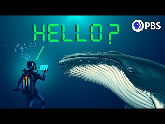 Can AI Help Us Talk to Whales?