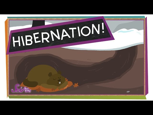 Why Do Some Animals Hibernate? | Winter Science | SciShow Kids