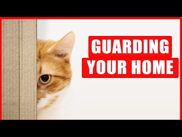 15 Things Cats Do To Protect You and Their Home