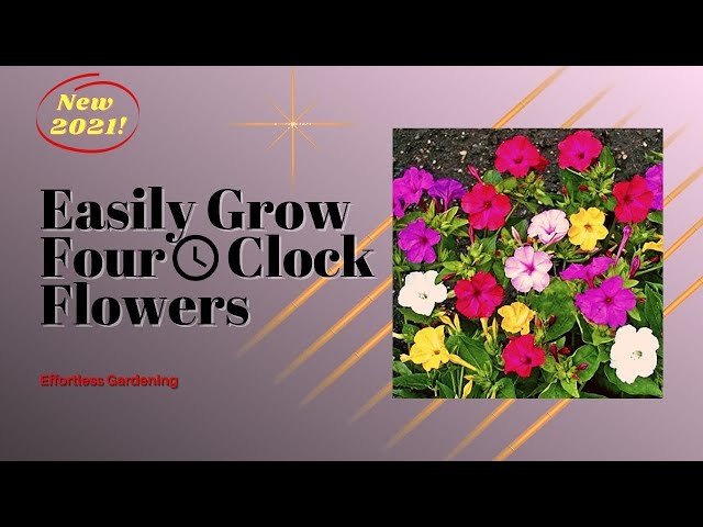 How to grow Four O Clock flowers from seed