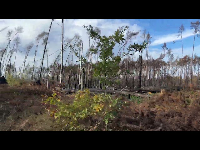 German Forest E-Bike Ride after Wildfire devastation