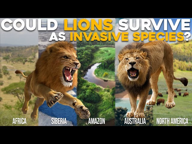 Could Lions Survive as Invasive Species in Africa, North America, Amazon, Australia, or Siberia?