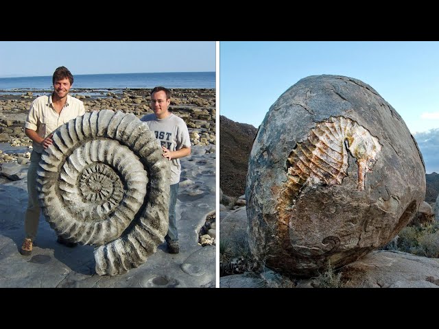 15 INCREDIBLE Animal Fossils
