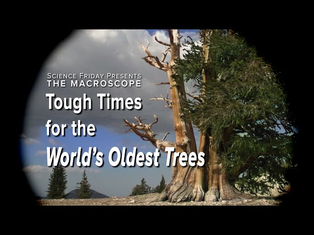 Tough Times for the World's Oldest Trees