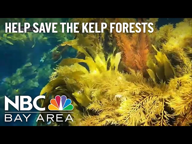 Help Save the Kelp From Rising Ocean Temperatures