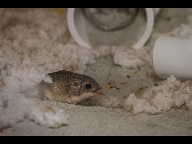 Breeding Season for Endangered Pacific Pocket Mouse