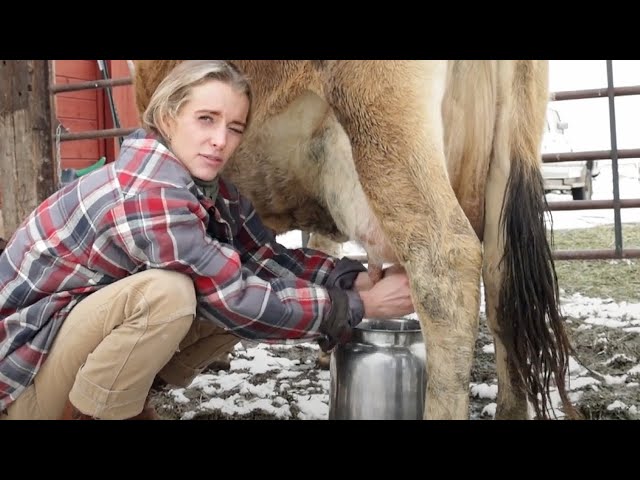 Milking Miss Tulip Our Family Milk Cow
