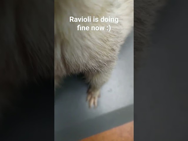 little goblin Ravioli #ferret #ferretfun
