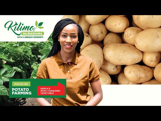 Focus on Potato Farming | Kilimo na Biashara
