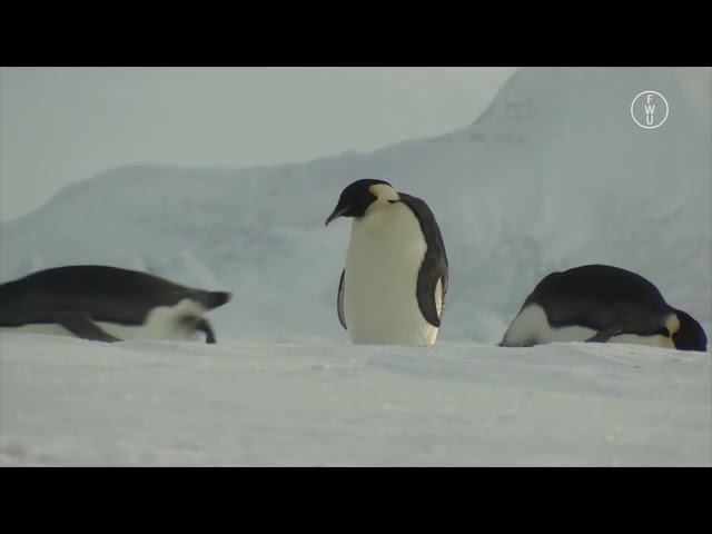 FWU - Arktis und Antarktis - Trailer