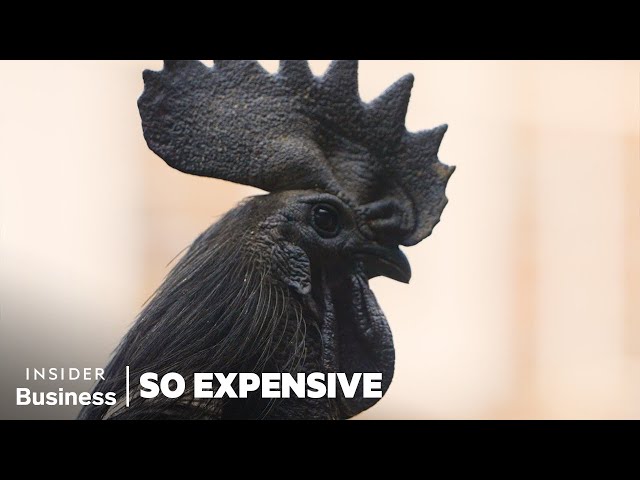 Why Ayam Cemani Chickens Are So Expensive | So Expensive | Insider Business