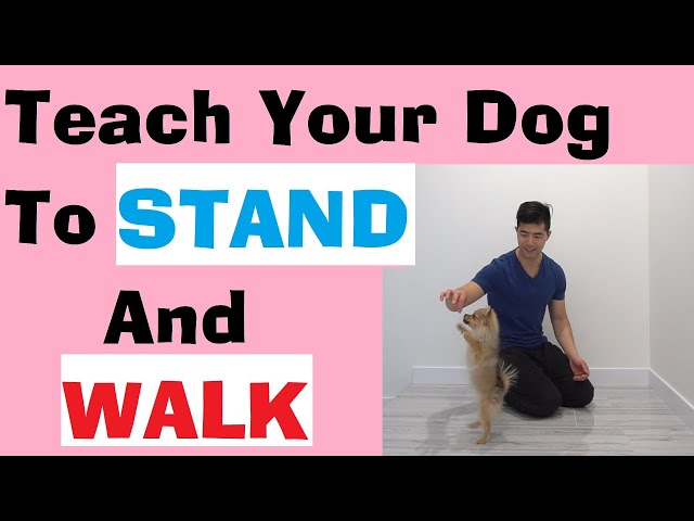 Teach Your Dog To STAND And WALK On Hind Legs