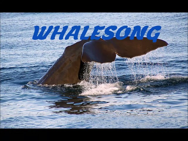 Walgesang - song of the whales / whalemother talking to her baby / save our planet