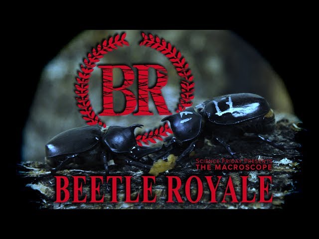Beetle Royale