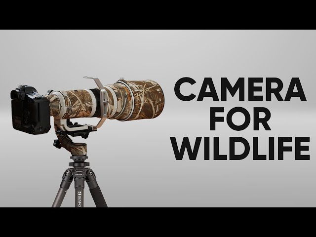 5 Best Camera for Wildlife Photography