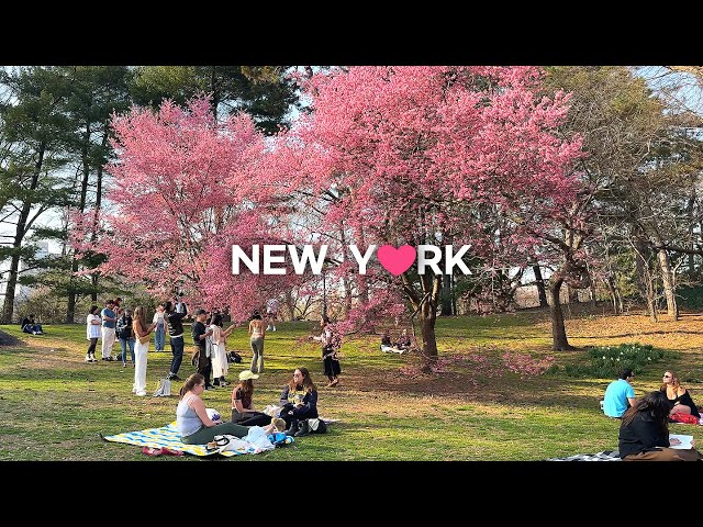 [4K]🇺🇸NYC Spring Walk🌸💐💮🌼: Central Park & Upper East Side /Austrian Café Sabarsky🍰☕Mar. 2024.