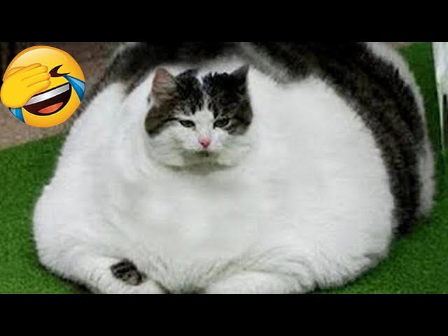 Try Not To Laugh 😆 Funniest Cats and Dogs 2024 😹🐶 Part 12